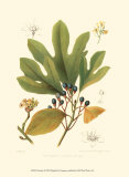 Sassafras Posters av Sprague Sassafras Posters av Sprague