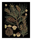 Dramatic Conifers II Posters