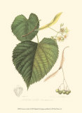 American Linden Poster von Sprague 