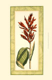 Captivating Canna II Prints