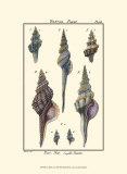 Sea Shells I Poster by Denis Diderot