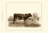 Bovine IV Prints by Emile Van Marck