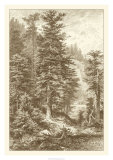 Sepia Noble Fir Print by Ernst Heyn Sepia Noble Fir Print by Ernst Heyn