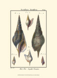 Sea Shells III Planscher av Denis Diderot Sea Shells III Planscher av Denis Diderot