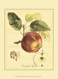 Petite Tuscan Fruits I Poster Petite Tuscan Fruits I Poster