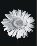 Gerbera Reproducción en lienzo de la lámina Gerbera Reproducción en lienzo de la lámina