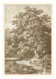 Sepia Oak Tree Posters by Ernst Heyn