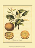 Petite Tuscan Fruits III Prints