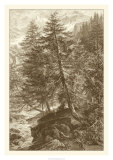 Sepia Larch Tree Prints by Ernst Heyn