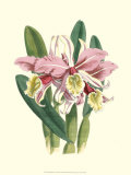 Magnificent Orchid IV Prints Magnificent Orchid IV Prints