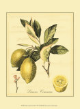 Petite Tuscan Fruits II Láminas
