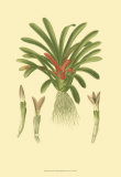 Tropical Karatas Prints