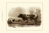 Bovine III Kunstdrucke von Emile Van Marck