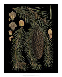 Dramatic Conifers III Art