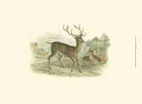 Petite Red Deer Print by W.h. Lizars