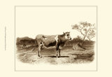 Bovine I Posters by Emile Van Marck