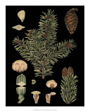 Dramatic Conifers I Prints