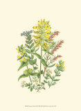 Summer Garden XII Prints by Anne Pratt