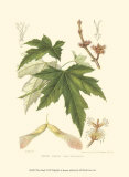 White Maple Plakater af Sprague White Maple Plakater af Sprague