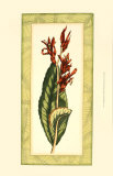 Captivating Canna I Poster