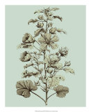 Imperial Munting I Posters par Abraham Munting