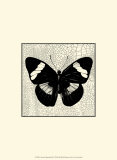 Classical Butterfly III Posters Classical Butterfly III Posters