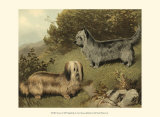 Terriers Prints by Vero Shaw