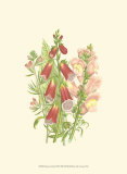 Summer Garden VIII Prints by Anne Pratt
