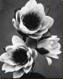 White Water Lily Stretched Canvas Print White Water Lily Stretched Canvas Print