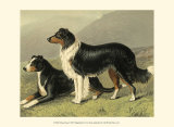 Sheep Dogs Prints by Vero Shaw