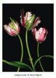Parrot Tulips II Posters by Andrew Levine