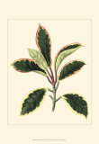 Tropical Variegation V Posters