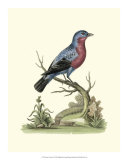 Poised in Nature IV Affiches par George Edwards