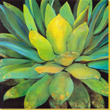 Agave Stretched Canvas Print by Jillian David