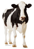 Cow Stand Up Cow Stand Up