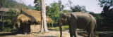 Elephant Standing Outside a Hut in a Village, Chiang Mai, Thailand Photographic Print by Panoramic Images 