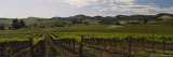 Cloud over a Vineyard, California, USA Photographic Print by Panoramic Images 
