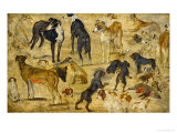 Animal Studies: Dogs Giclee Print by Jan Brueghel the Elder