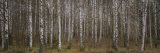 Silver Birch Trees in a Forest, Narke, Sweden Lámina fotográfica por Panoramic Images Silver Birch Trees in a Forest, Narke, Sweden Lámina fotográfica por Panoramic Images