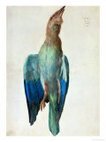 Roller (Bird), 1512 reproduction procédé giclée par Albrecht Dürer