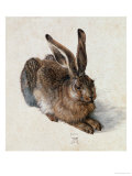 Hare, 1502 Giclee Print by Albrecht Dürer