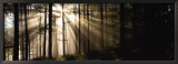 Rayos de sol a través del bosque Póster por Irving Underhill