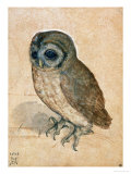Sreech-Owl, 1508 Wydruk giclee autor Albrecht Dürer Sreech-Owl, 1508 Wydruk giclee autor Albrecht Dürer