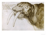 Walrus, Pen and Ink on Paper, 1521 ジクレープリント - アルブレヒト・デューラー