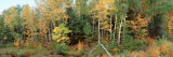 Trees in a Forest, Vilas County, Lac du Flambeau, Wisconsin, USA Lámina fotográfica por Panoramic Images Trees in a Forest, Vilas County, Lac du Flambeau, Wisconsin, USA Lámina fotográfica por Panoramic Images