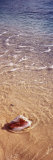 Conch Shell on the Beach, Caribbean Sea, Cayman Islands Photographic Print by Panoramic Images 