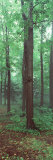 Trees in a Rainforest Lámina fotográfica por Panoramic Images Trees in a Rainforest Lámina fotográfica por Panoramic Images