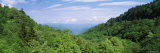 Trees on Mountains, Great Smoky Mountains National Park, Tennessee, USA Photographic Print by Panoramic Images 