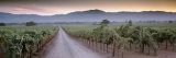 Road in a Vineyard, Napa Valley, California, USA Reprodukcja zdjęcia autor Panoramic Images