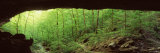Forest, Cobb Cave, Lost Valley, Ozarks, Arkansas, USA Photographic Print by Panoramic Images 